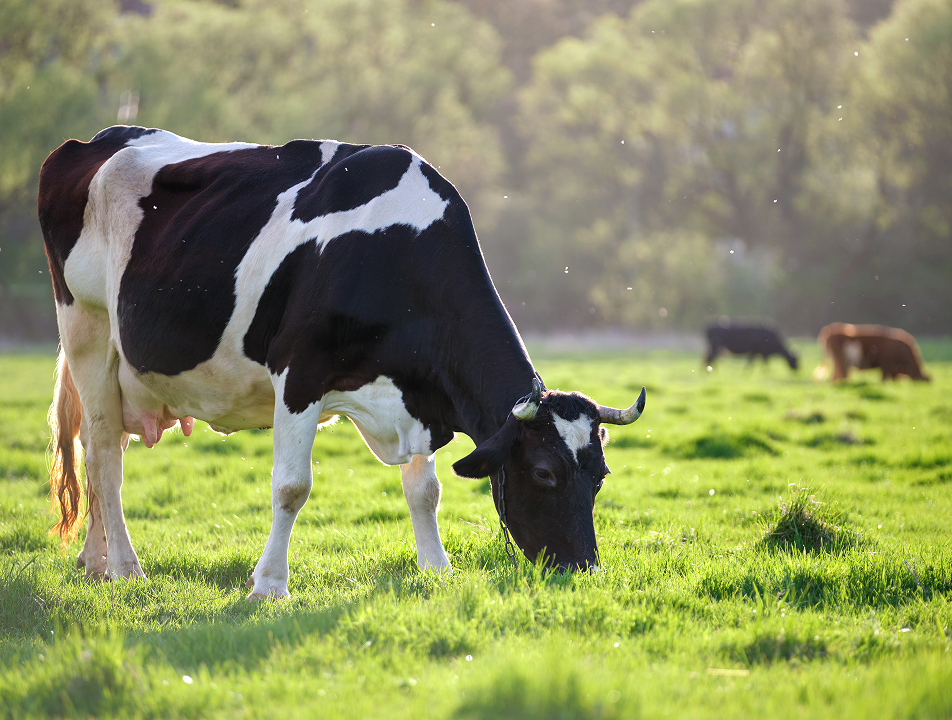 グリーンLPGが描く、世界初の挑戦と未来